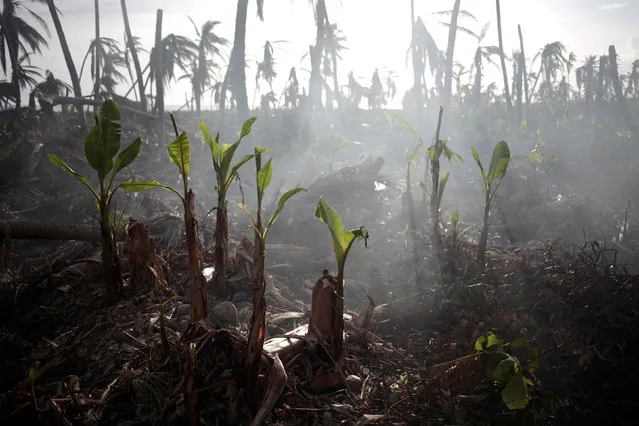 Plants of banana tree reborn in an area affected by Hurricane Matthew in Coteaux, Haiti, October 22, 2016. (Photo by Andres Martinez Casares/Reuters)