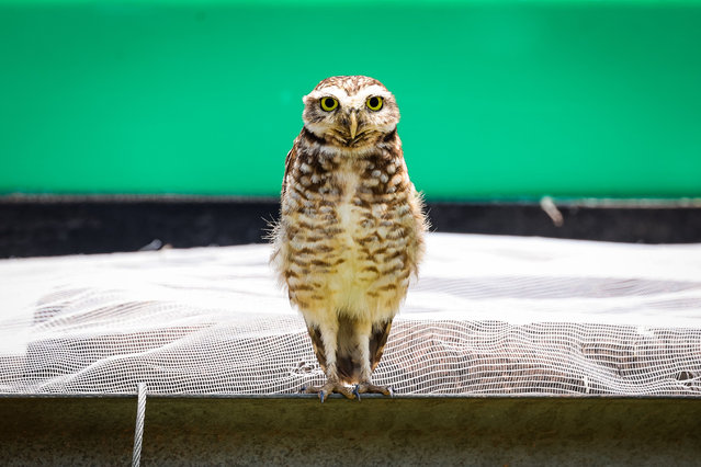 Owl birds seen during the 2025 Formula 1 Grande Premio de Sao Paulo, 2025 Sao Paulo Grand Prix, 21th round of the 2025 FIA Formula One World Championship from November 7 to 9, 2025 on the Interlagos, in Sao Paulo, Brazil on November 7, 2025. (Photo by Florent Gooden/DPPI/Rex Features/Shutterstock)