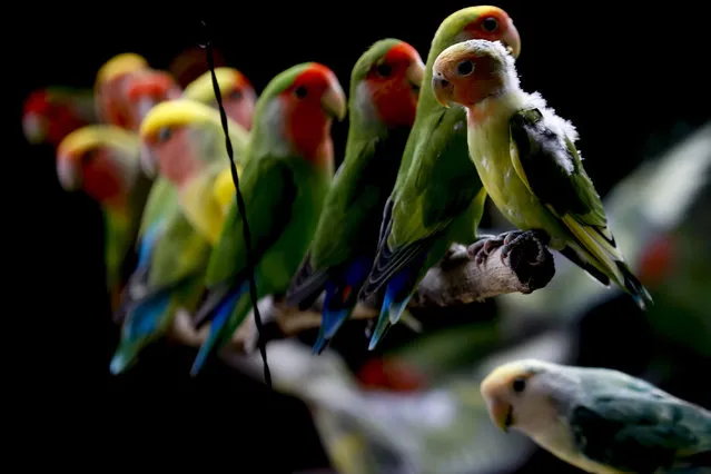 Colorful lovebirds are seen at Antalya Zoo hosting 1,500 animals from 135 different species and 185 parrots from 15 species, in Antalya, Turkey on January 4, 2021. Parrots taken from different zoos and brought to the country illegally or seized by the relevant institutions because they do not have a certificate also live in the zoo. (Photo by Mustafa Ciftci/Anadolu Agency via Getty Images)