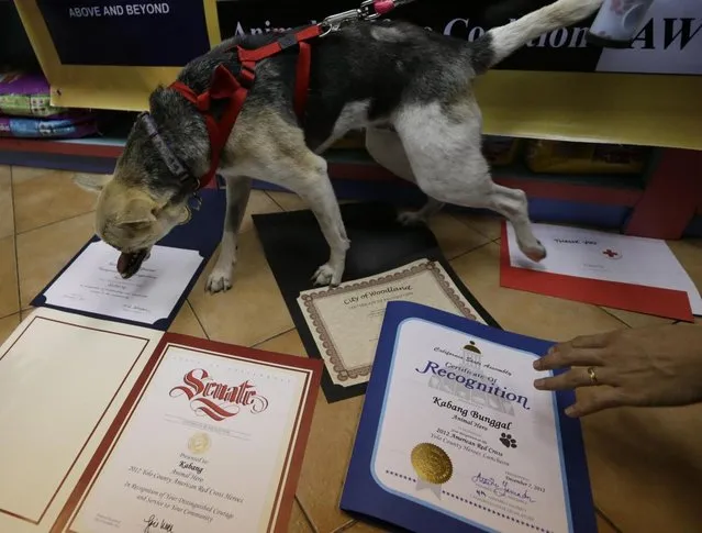 Kabang, a two-year-old injured mixed breed, is shown to the media with some of her citations including the US Red Cross at a veterinary clinic at the financial district of Makati city east of Manila, Philippines, a few hours upon arrival from San Francisco, CA, with its handler Dr. Anton Lim (unseen)Saturday June 8, 2013. Kabang lost half her face saving the lives of two girls and returned home after more than 7 months treatment at the University of California, Davis,  California with $27,000 in donations raised in the Philippines and abroad. (Photo by Bullit Marquez/AP Photo)