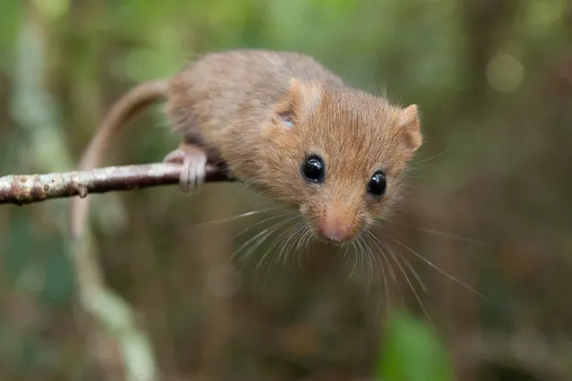 Britain’s population of hazel dormice has halved since 2000, a report by the People’s Trust for Endangered Species warned. A quarter of Britain’s native mammals are at imminent risk of extinction, according to the scientists who have compiled the country’s first official Red List of endangered species. (Photo by Clare Pengelly/PA Wire Press Association)