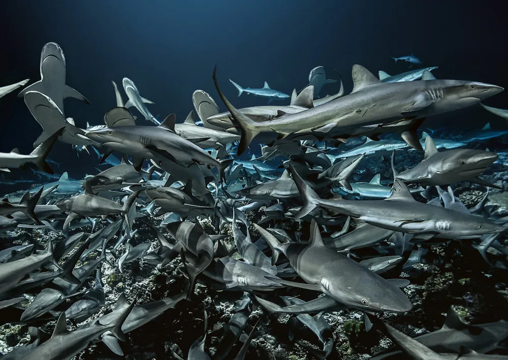 Shark Feeding Frenzy