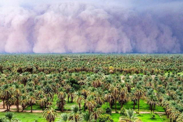 A gigantic cloud of dust known as “Haboob” advances over palm groves in Dongola in Sudan's Northern State on August 30, 2024. (Photo by AFP Photo/Stringer)