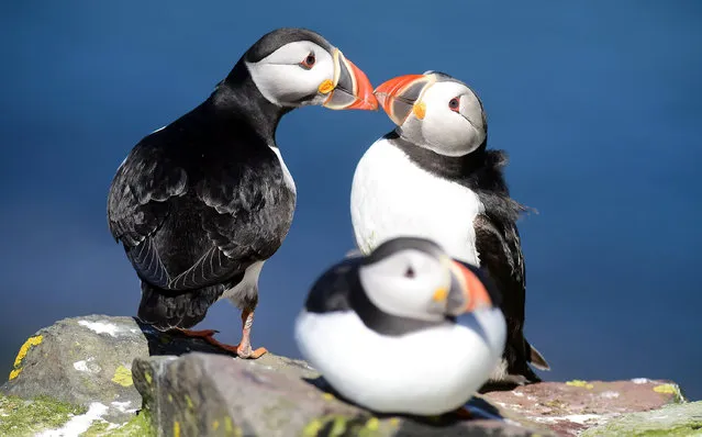 Puffins on the Farne Islands off the UK’s Northumberland coast, where National Trust rangers have found numbers have plummeted. (Photo by Paul Kingston/North News & Pictures/National Trust)