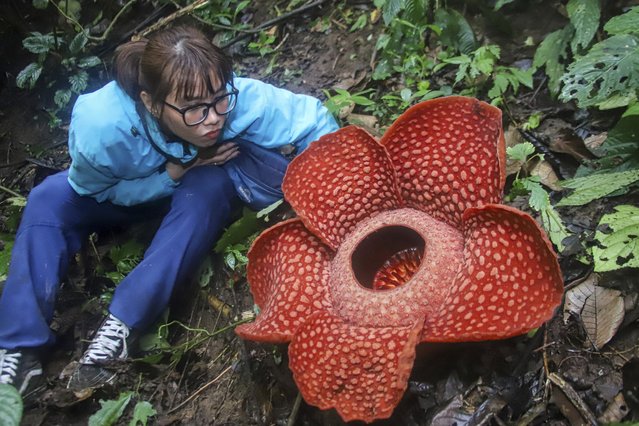 A woman poses for a photo with the Rafflesia Arnoldii flower at Palupuah Forest, Agam District, West Sumatra, Indonesia on September 16, 2024. Palupuh forest is located at an altitude of 975 meters above sea level, with temperatures reaching 18-20 degrees Celsius. According to The West Sumatera Nature Conservation Agency (BKSDA), in the province of West Sumatra there are 36 points where this endangered flower grows. (Photo by Adi Prima/Anadolu via Getty Images)