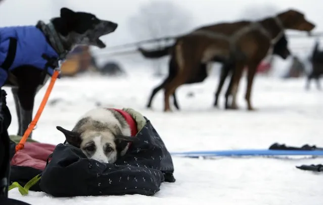 Dogs rest during a break in a stage of the Sedivackuv Long dog sled race in Destne v Orlickych horach January 22, 2015. (Photo by David W. Cerny/Reuters)