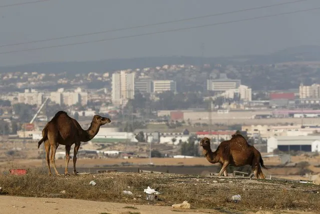 Camels roam in an unrecognised Bedouin village, as the southern Israeli city of Beersheba is seen in the background December 17, 2015. (Photo by Amir Cohen/Reuters)