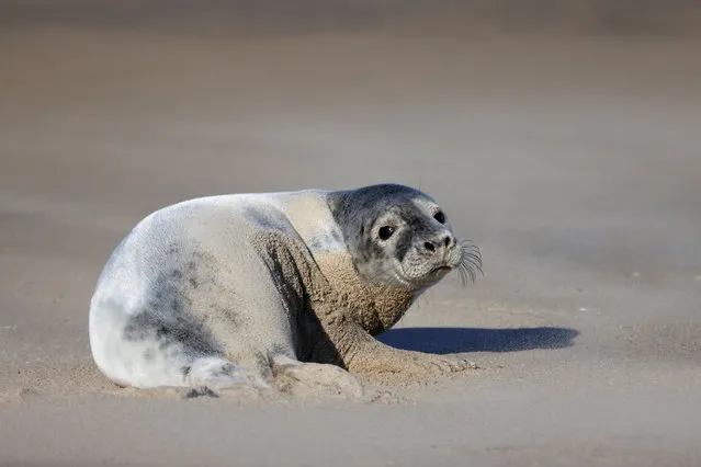 A grey seal rests on a sandbank close to Walde lighthouse in Marck near Calais, France, February 13, 2021. (Photo by Pascal Rossignol/Reuters)