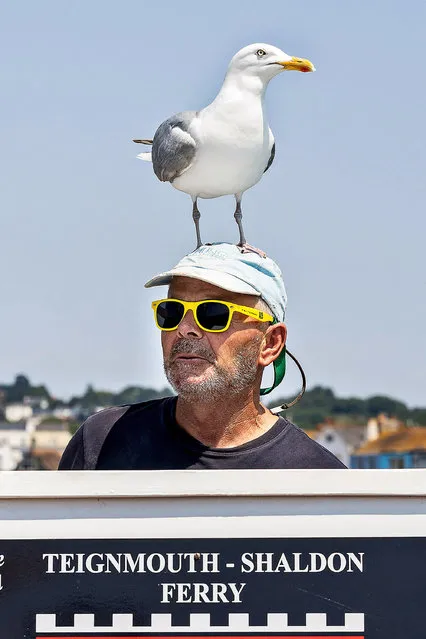 A seagull gets a real bird's eye view of a tourist spot by regularly hitching a ride – on a ferry man's head on June 29, 2023. The herring gull, dubbed Gulliver, often perches on the head of Pete Brock the helmsman of the Teignmouth and Shaldon ferry, Devon, UK. The bird usually gets given some grain or bread which is why it hangs around the ferry. And the spectacle has proved popular with visitors. (Photo by Mark Passmore/Apex News)