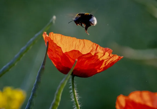 A bumblebee flies over a poppy flower on a field in the outskirts of Frankfurt, Germany, Tuesday, June 6, 2023. (Photo by Michael Probst/AP Photo)
