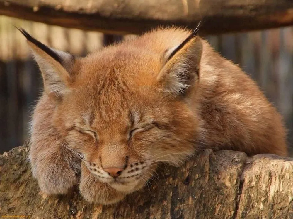 Сaracal – Desert Lynx