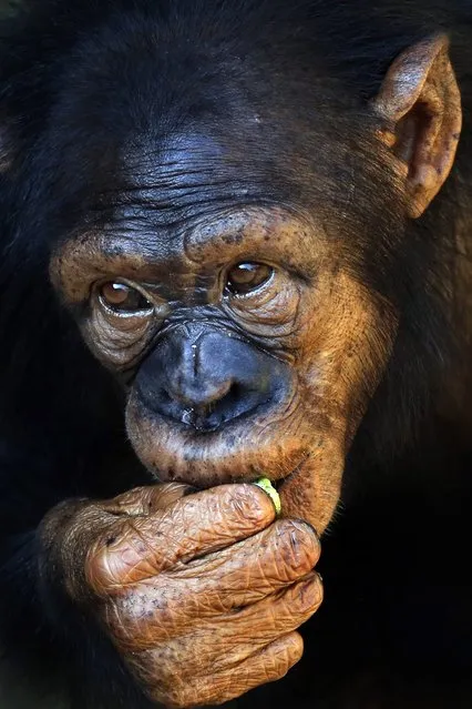 A Chimpanzee (Pan troglodytes) enjoys a bite while watching visitors at Sri Lanka's National Zoological Gardens at Dehiwala in Colombo, Sri Lanka, 08 February 2015. The Dehiwala National Zoo, one of the oldest in Asia, has a remarkable collection of exotic and indigenous fauna. (Photo by M. A. Pushpa Kumara/EPA)