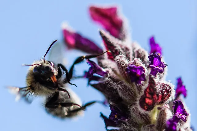 A bee flies next to a lavender flower in Berlin, Germany, 24 July 2018. The temperatures in and around Berlin keep rising. Many flowers tend to dry out. (Photo by Clemens Bilan/EPA/EFE)