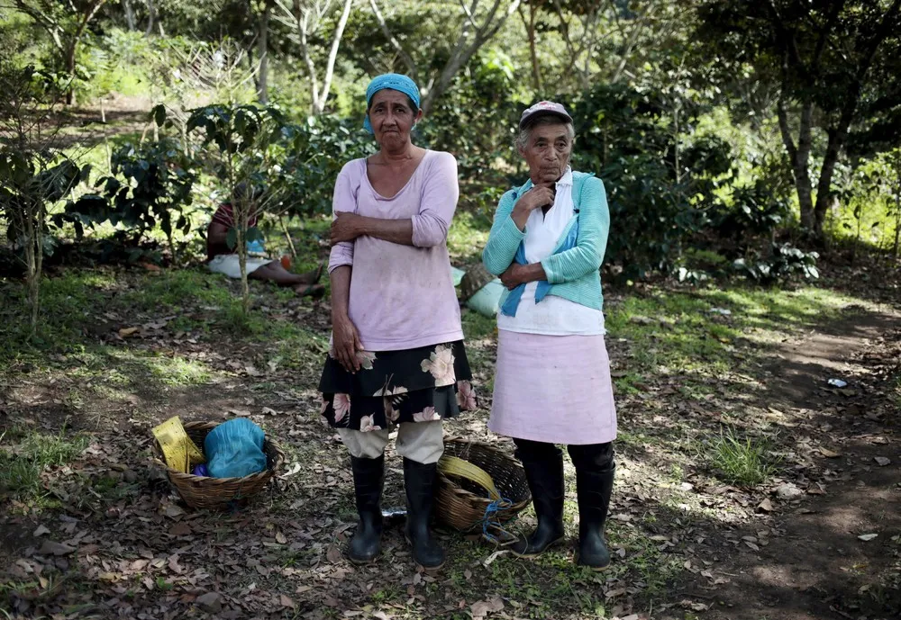 As Climate Change Ehreatens CentAm Coffee, a Cocoa Boom is Born