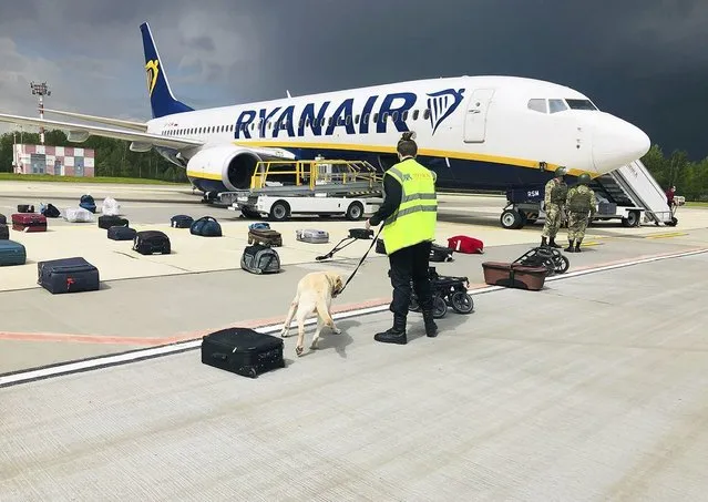 In this photo provided by ONLINER.BY, security use a sniffer dog to check the luggage of passengers on the Ryanair plane with registration number SP-RSM, carrying opposition figure Raman Pratasevich which was traveling from Athens to Vilnius and was diverted to Minsk after a bomb threat, in Minsk International airport, Sunday, May 23, 2021, in BelarusWestern leaders decried the diversion of a plane to Belarus in order to arrest an opposition journalist as an act of piracy and terrorism. The European Union and others on Monday demanded an investigation into the dramatic forced landing of the Ryanair jet. (Photo by ONLINER.BY via AP Photo)