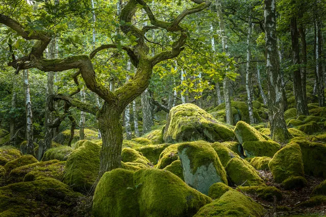 Emerald greens of an enchanted woodland, Peak District, by Darren Ciolli-Leach: “I had been out since 4.15am with a fellow photographer but we had been plagued by midges, even at that early hour. We were at the end of our tether when I came across this scene that was illuminated in a wonderful light“. Classic view, adult class – shortlisted. (Photo by Darren Ciolli-Leach/Landscape Photographer of the Year)