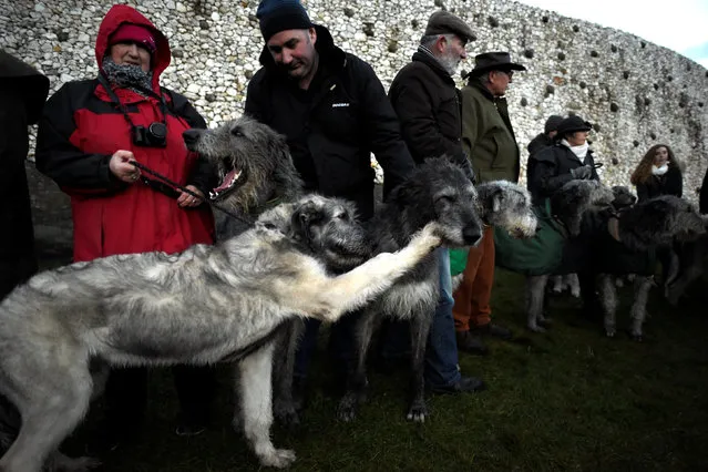 Irish Wolfhound dogs are seen during winter solstice at the 5000 year old stone age tomb of Newgrange in the Boyne Valley at sunrise in Newgrange, Ireland, December 21, 2016. (Photo by Clodagh Kilcoyne/Reuters)