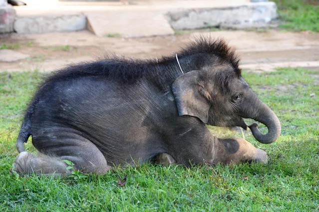 This picture taken on November 24, 2016 shows one- year- old male elephant “Gold” playing inside the Dak Lak Elephant Conservation Centre (ECC) where he is being cared for in the central Vietnamese highland province of Dak Lak Elephants used to roam freely in the area, mingling with potential mates, but human settlements have cut off once- popular breeding circuits. Now there are fewer than 100 elephants left in the wild and just 80 or so in captivity, mostly used to ferry tourists around the leafy forests of Vietnam' s central highlands. (Photo by Hoang Dinh Nam/AFP Photo)
