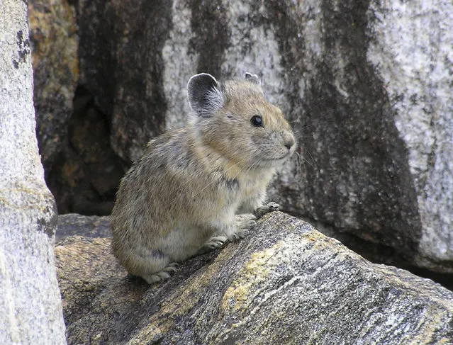 This August 17, 2005 file photo provided by the US Geological Survey/Princeton University shows an American pika. Federal officials have rejected a petition to give greater protections to the rabbit-like American pika, which researchers say is vanishing from mountainous areas of the West due to climate change. (Photo by Shana S. Weber/USGS, Princeton University via AP Photo)