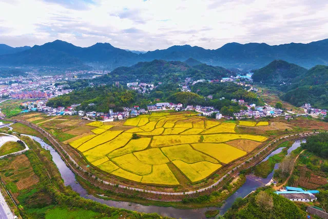 Photo taken on October 9, 2023 shows a rice field in Jiefang village, Anqing City, Anhui Province, China. (Photo by Costfoto/NurPhoto via Getty Images)