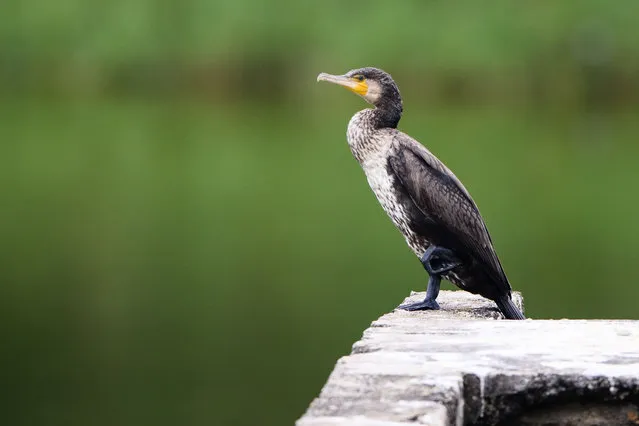 In this picture taken on November 13, 2018, a great cormorant rests at the Mai Po Nature Reserve in Hong Kong, a haven for thousands of migratory birds. Located on the northwestern corner of Hong Kong, the Mai Po and Inner Deep Bay wetlands was recognised as a “Wetland of International Importance” under the Ramsar Convention in 1995. The 1,500- hectare area acts as a key way station and wintering site along the East Asian- Australasian Flyway where 50 million migratory waterbirds travel through each year. WWF has been managing the 380 heactare Mai Po Nature Reserve since 1983. (Photo by Anthony Wallace/AFP Photo)