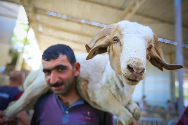 Azerbaijani Muslims celebrate Eid al-Adha, the Festival of Sacrifice, in Baku on August 22, 2018. Sheep and other animals are slaughtered as a symbolic offering to God. (Photo by Radio Free Europe/Radio Liberty)