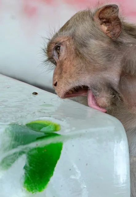A monkey licks ice during the annual “monkey buffet” in Lopburi province, some 150 kms north of Bangkok on November 24, 2013. More than 2,000 kilos of fruits and vegetables were offered to the monkeys during the annual festival to help promote tourism in the area. (Photo by Pornchai Kittiwongsakul/AFP Photo)