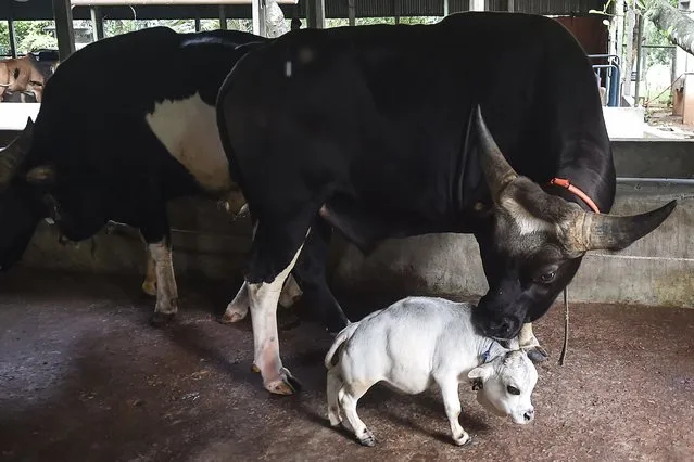 A domestic cattle stands next to a dwarf cow named Rani, whose owners applied to the Guinness Book of Records claiming it to be the smallest cow in the world, at a cattle farm in Charigram, about 25 km from Savar on July 6, 2021. (Photo by Munir Uz Zaman/AFP Photo)