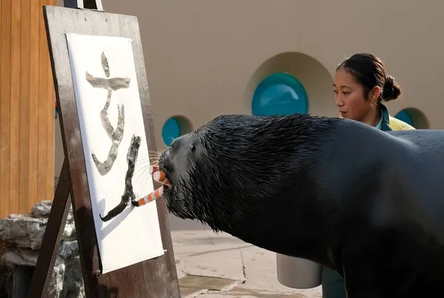 Fifteen-year-old sea lion “Leo” uses a brush to write the Chinese characters for wild boar in preparation for the upcoming new year, during a ceremony for assembled journalists and park visitors, at Hakkeijima Sea Paradise in Yokohama, suburban Tokyo, December 26, 2018. The Lunar New Year will be celebrated across much of Asia and the world in early February 2019 and this year will mark the Year of the Pig. (Photo by Kazuhiro Nogi/AFP Photo)