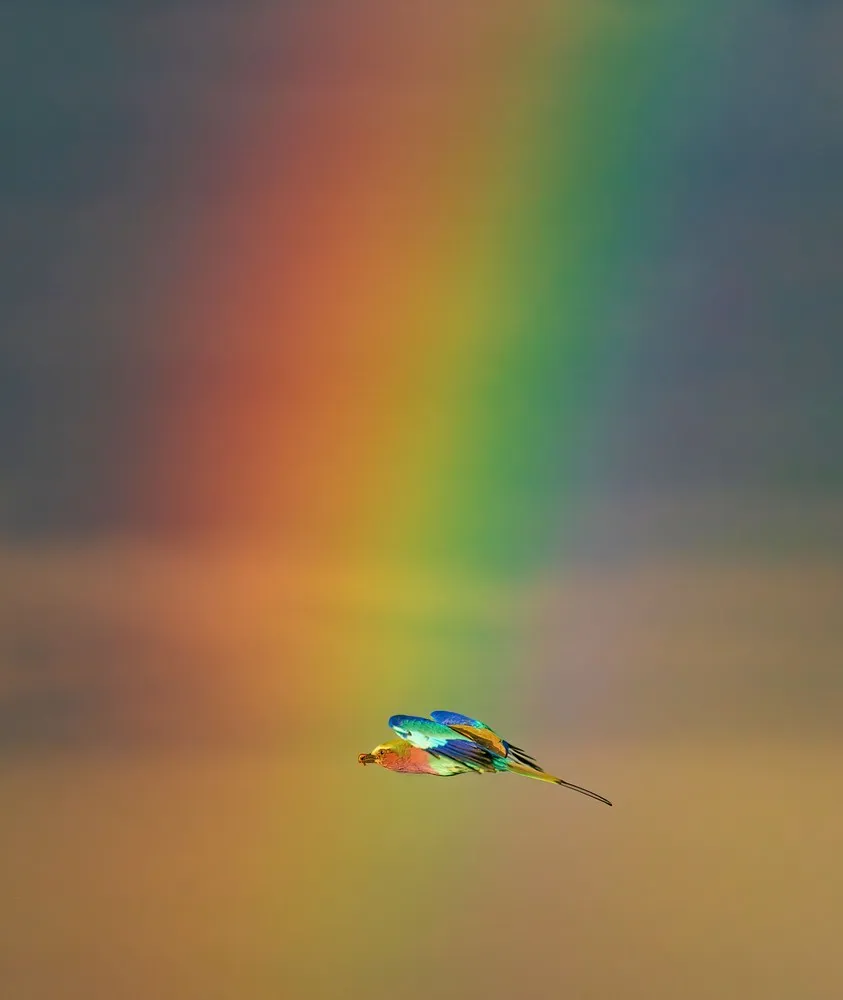 Some Photos: Rainbow