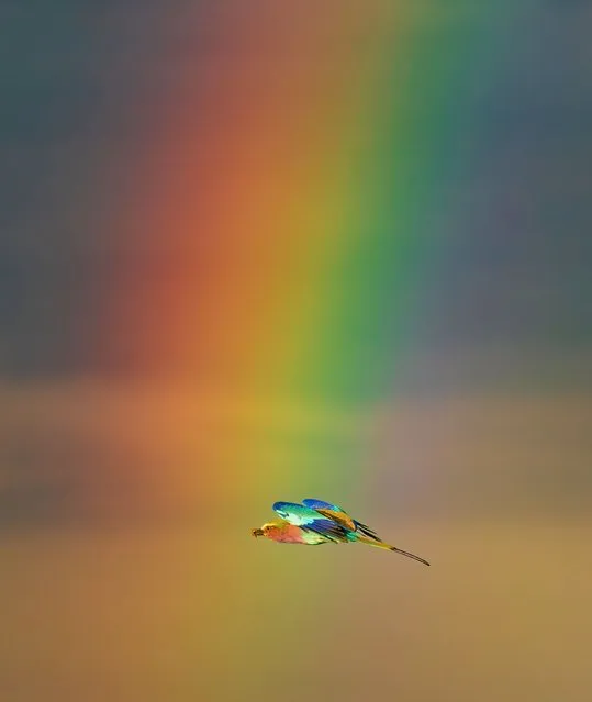 A rainbow coloured roller bird seen flying through a rainbow in Savute, Botswana in the last decade of July 2023. (Photo by Jennifer Hadley/Animal News Agency)