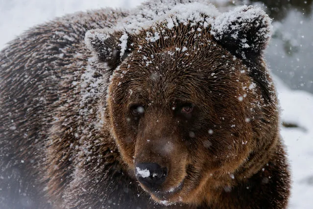 A brown bear walks as the bear sanctuary is covered with the first snow in Mramor, near the capital Pristina, Kosovo on November 25, 2023. (Photo by Valdrin Xhemaj/Reuters)