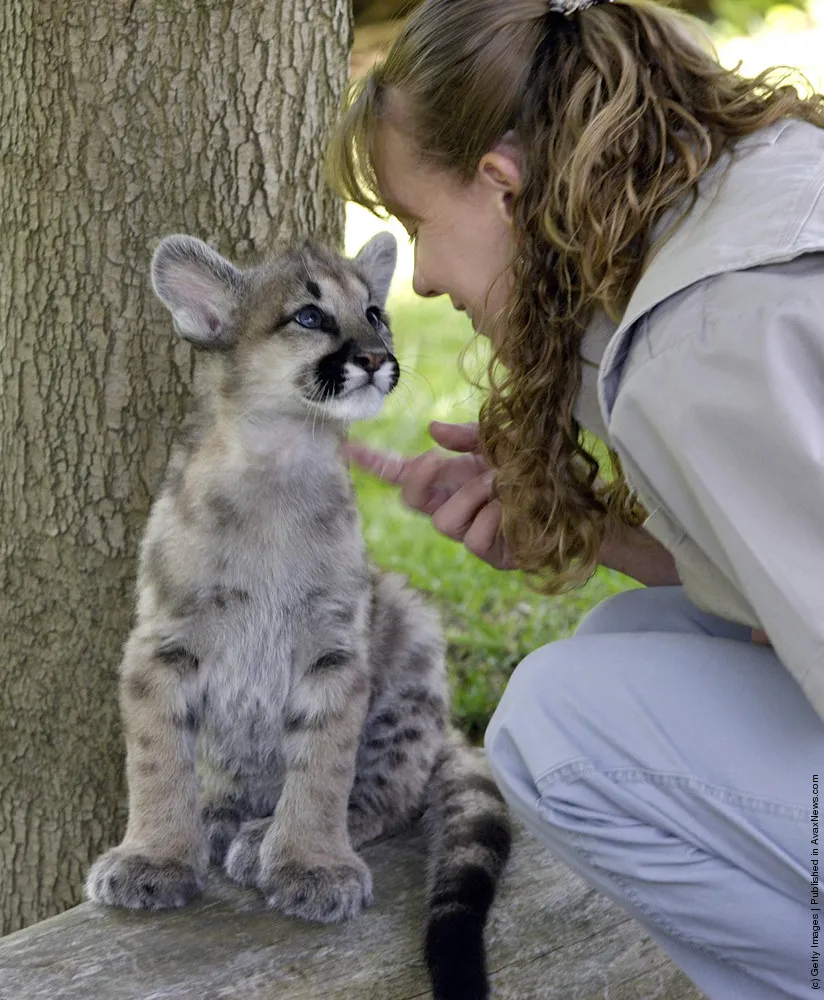 Cougar Cub