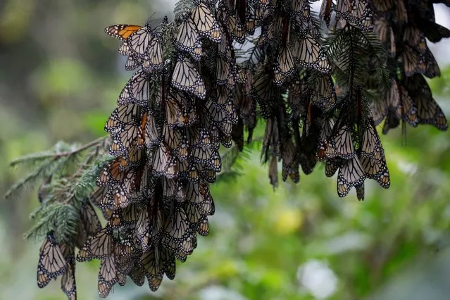 Monarch butterflies rest on a tree at the Sierra Chincua butterfly sanctuary in Angangeo, Michoacan state, Mexico on December 6, 2023. (Photo by Raquel Cunha/Reuters)