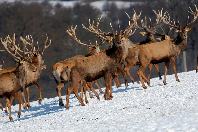 A herd of deer is seen in the snow on a deer farm near the village of Boszenfa, Hungary, January 20, 2017. (Photo by Laszlo Balogh/Reuters)