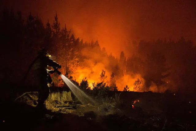 Firefighters work to extinguish a fire, in the municipality of Nacimiento, in the Biobio region, Chile, 15 February 2019. A total of 31 forest fires remain active in various regions of central and southern Chile, while another 50 are under control and four were declared extinct, for a total of 85, informed the authorities. (Photo by Camilo Tapia/EPA/EFE)