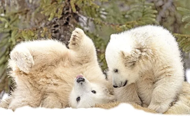 Two adorable polar bear cubs climb over their mother as she tries to sleep just west of Cape Tatnam in Manitoba, Canada in December 2023.  The cubs want to play and use their mum as a “platform to jump and roll”. (Photo by Boomer Jerritt/Solent News)