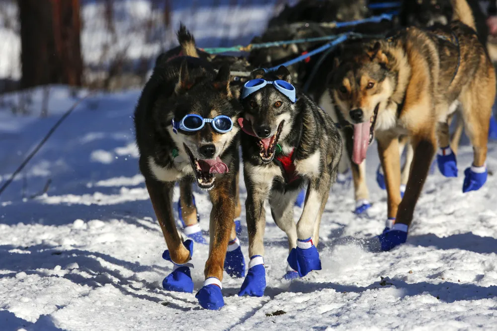 Iditarod Trail Sled Dog Race 2016, Part 2