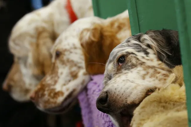 English Setters rest during the second day of the Crufts Dog Show in Birmingham, Britain March 11, 2016. (Photo by Darren Staples/Reuters)