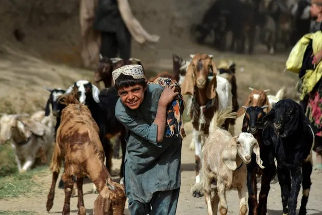 Young shepherds lead their goats in Arghandab district in the central part of Kandahar Province on October 7, 2021. (Photo by Javed Tanveer/AFP Photo)