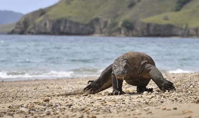 This file photo taken on December 2, 2010 shows a Komodo dragon searching the shore area of Komodo island for prey. Indonesia is mulling to temporarily shut down the popular Komodo island for a year to prevent mass tourism and smuggling attempts that could threaten the endangered species, it was reported on April 4, 2019. The temporary shutdown is expected to be implemented on January 2020 and only applies to Komodo island while other tourists favorite destinations like Rinca and Padar island would remain open. (Photo by Romeo Gacad/AFP Photo)