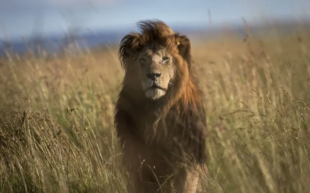 An old male lion raises his head above the long grass in the early morning, in the savannah of the Maasai Mara, south-western Kenya on July 7, 2015. Iconic African wildlife such as elephants, big cats, rosewood trees, pangolins and marine turtles will be central to discussions of the World Wildlife Conference slated for Panama later in 2022. (Photo by Ben Curtis/AP Photo/File)