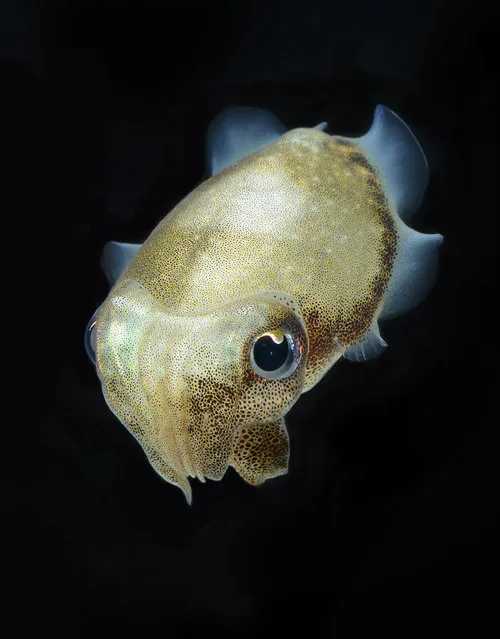 Cuttlefish. (Visarute Angkatavanich)