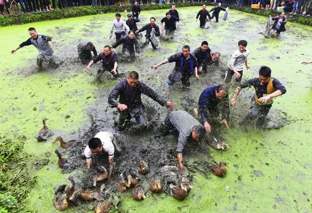 Villagers catch ducks as they celebrate a traditional festival of ethnic Miao, in Jianhe, Guizhou Province, China, March 24, 2016. (Photo by Reuters/Stringer)