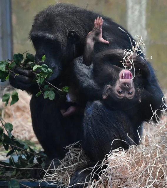 Chimpanzee mother Hannah holds baby Hope at the Monarto Zoo near Adelaide, South Australia, Australia, 15 May 2019. World renowned primatologist Dr Jane Goodall is in South Australia to announce the pregnancy of one of Monarto Zoo's chimpanzees. (Photo by David Mariuz/EPA/EFE)