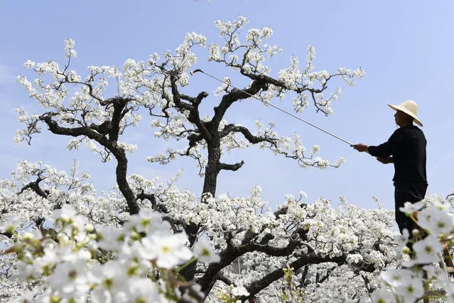 A farmer pollinates pear flowers at a pear orchard on April 1, 2024 in Zaozhuang, Shandong Province of China. (Photo by Li Zongxian/VCG via Getty Images)