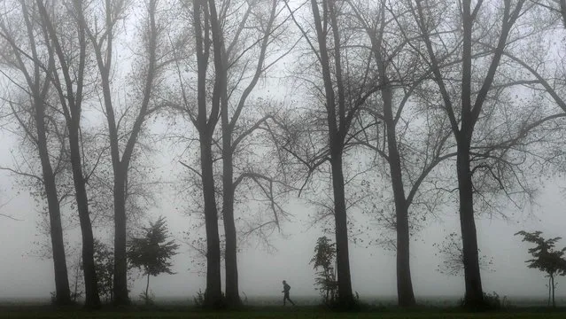 A man runs along trees near the small Bavarian village of Groebenzell, southern Germany, on a foggy morning on October 29, 2021. (Photo by Christof Stache/AFP Photo)
