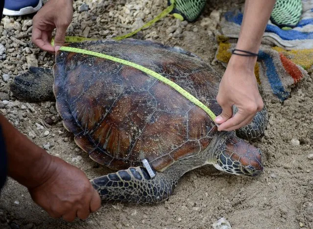 A man measures a green turtle after it was rescued from smuglers during a press conference at a pier in Serangan island near Denpasar, on Indonesia resort island of Bali on December 31, 2021. (Photo by Sonny Tumbelaka/AFP Photo)