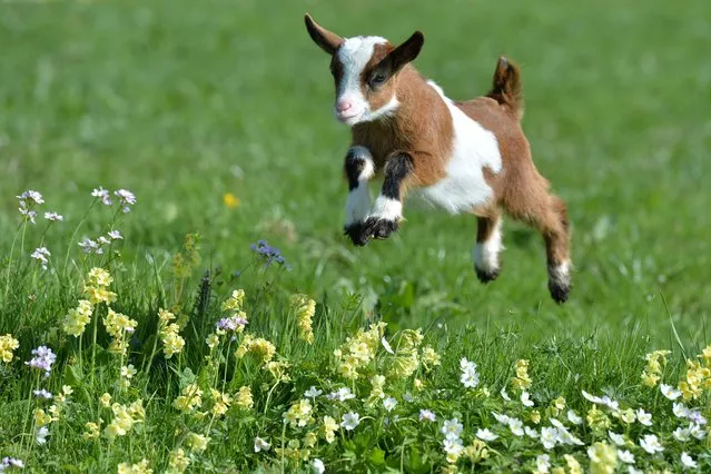 A young goat jumps over a meadow during warm and sunny weather at Gut Aiderbichl in Henndorf in the Austrian province of Salzburg, Monday, April 7, 2014. Gut Aiderbichl is a place of mercy for rescued animals. Weather forecasts predict good weather conditions with mild temperatures for the upcoming days in Austria. (Photo by Kerstin Joensson/AP Photo)