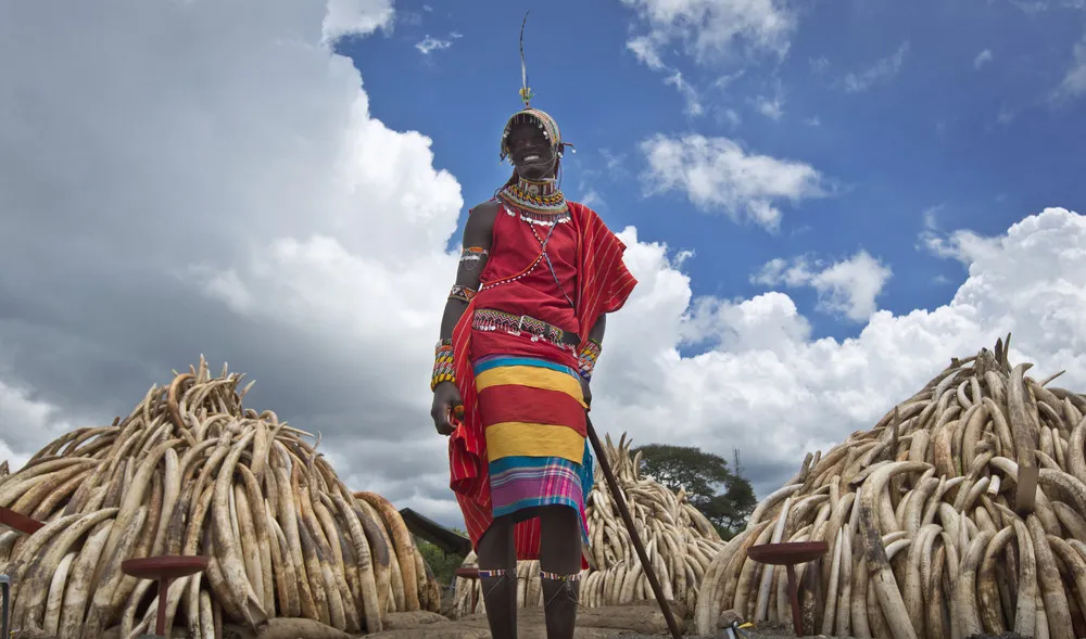 Massive Burn of Ivory in Kenya